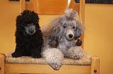 CANICHE TOY 008